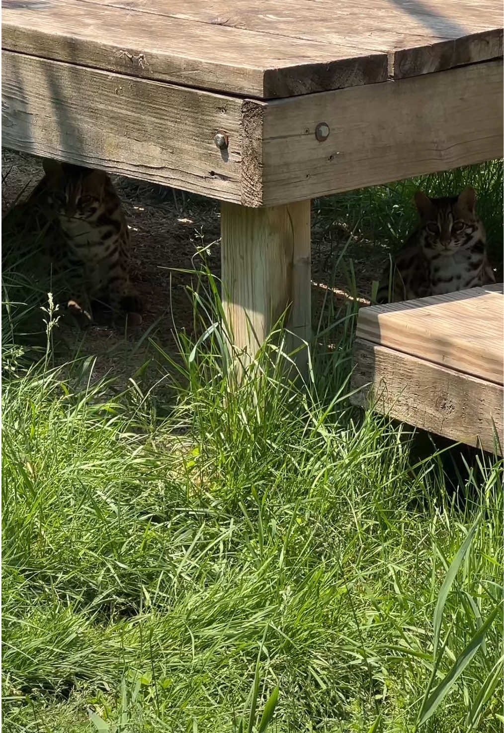 @The Wildcat Sanctuary