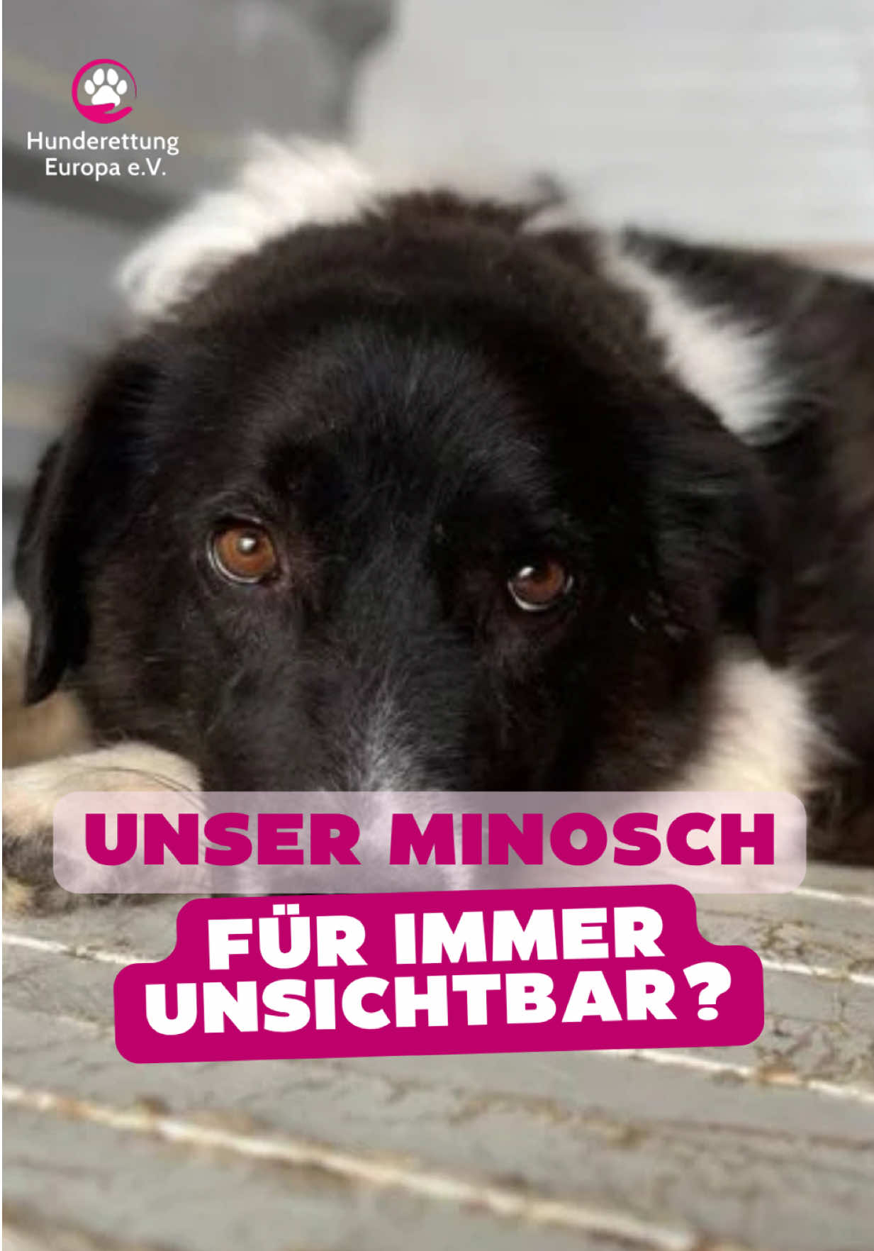 @Hunderettung Europa