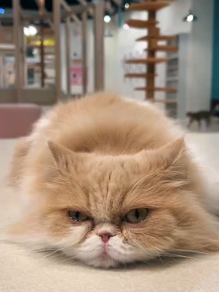 @猫カフェぷちまりーおきなわ北谷店