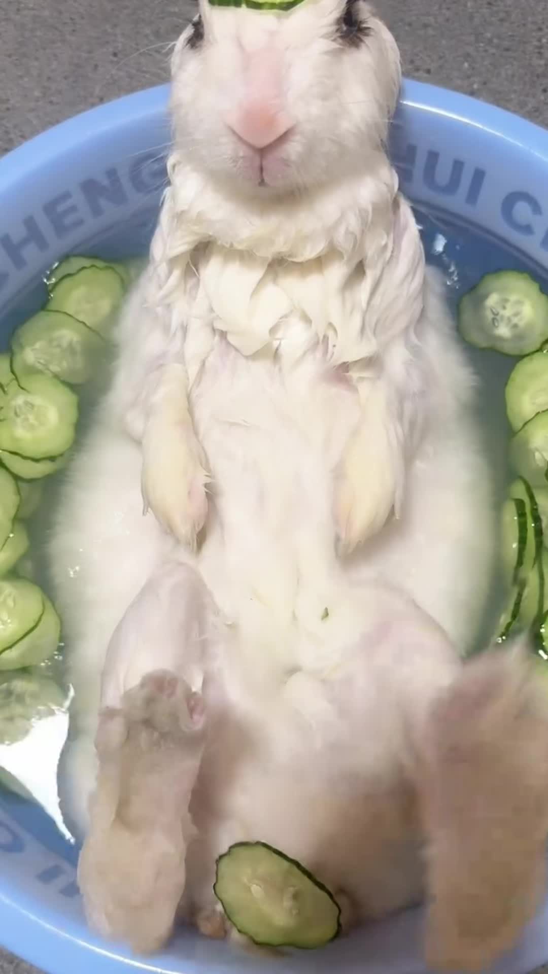 @RabbitBall