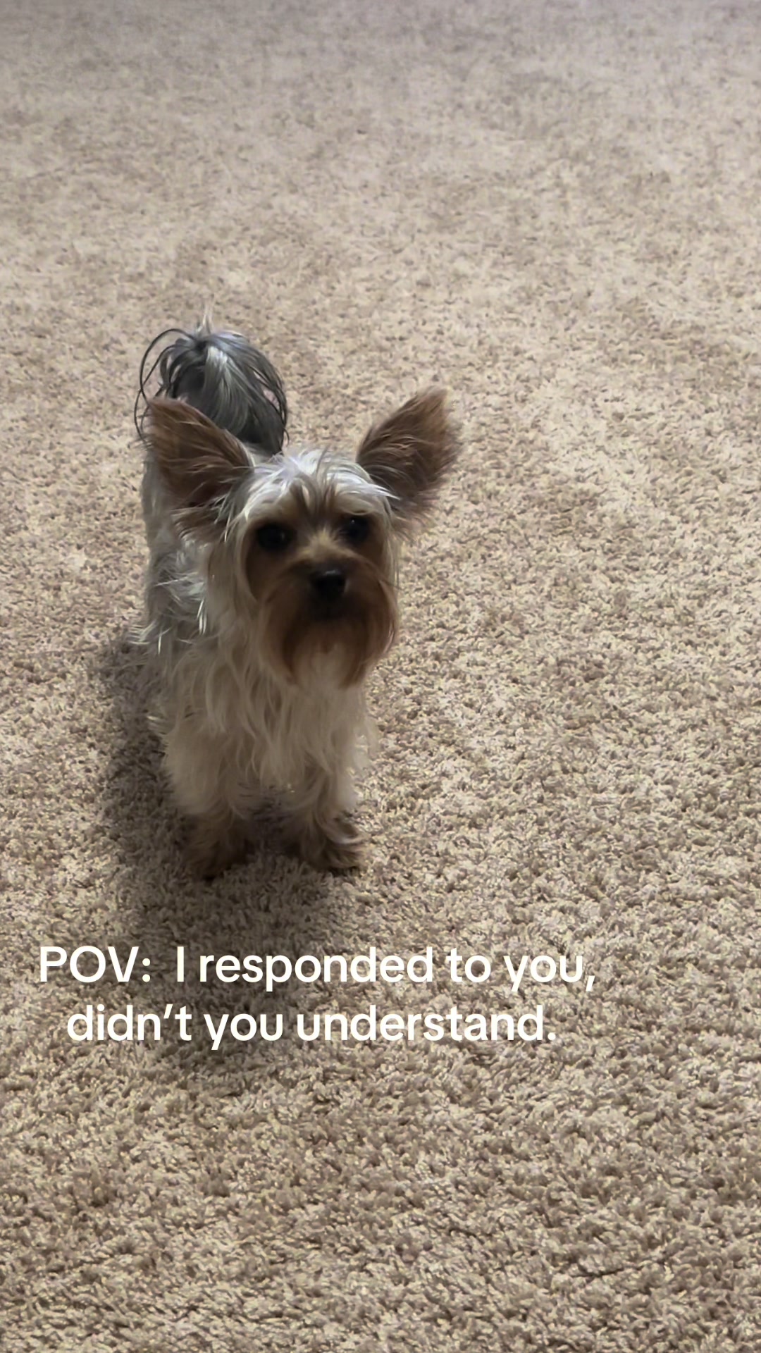 @Penny the Yorkie