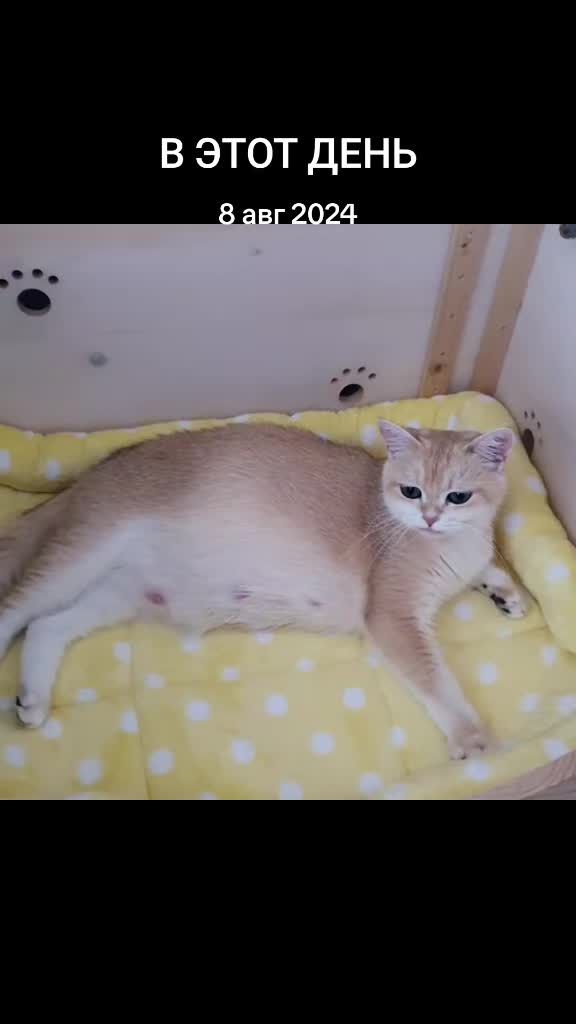 @LanaCats