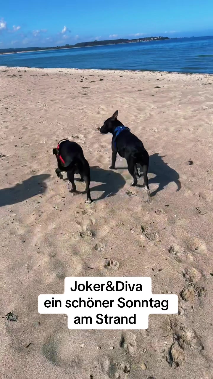 @Joker & Diva
