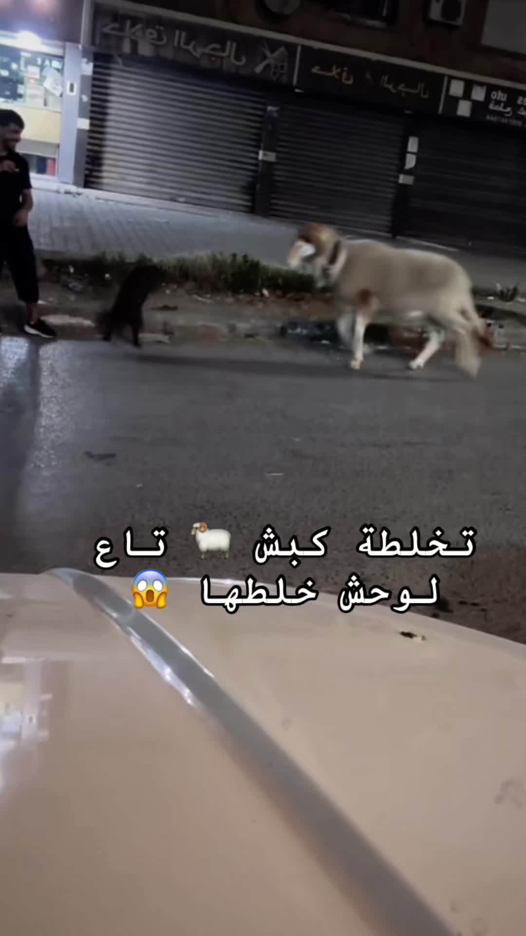@midou_wolf3