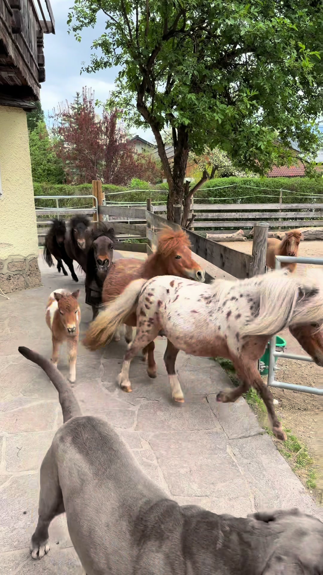 @julia_libertyhorses