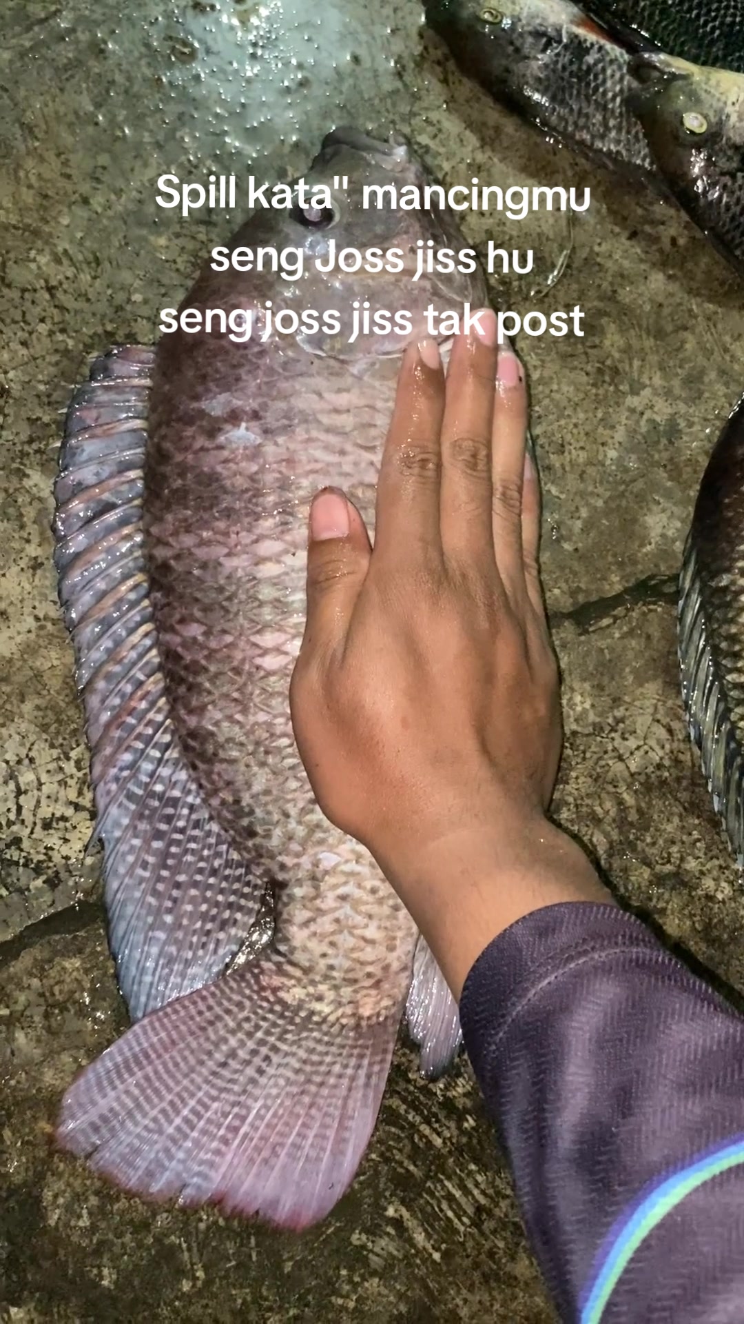 @MASIMI