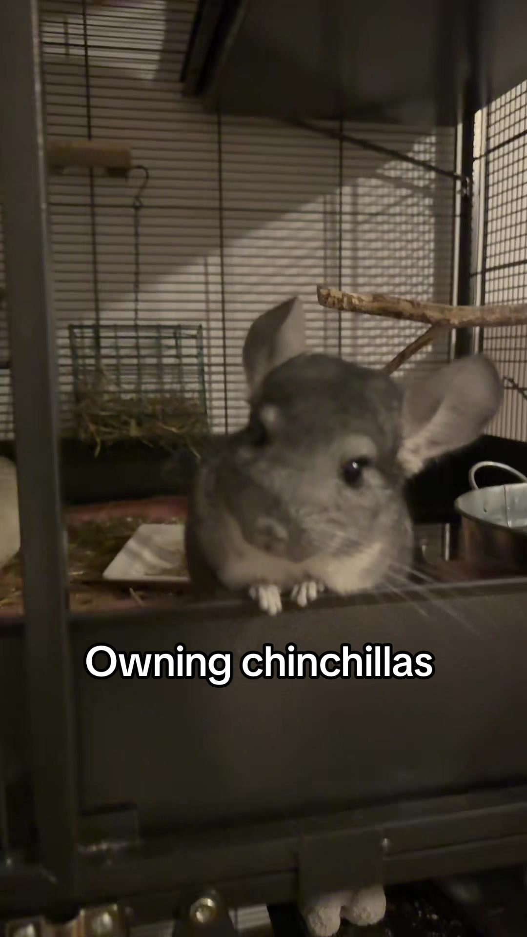 @BANDIT & STRIPE
