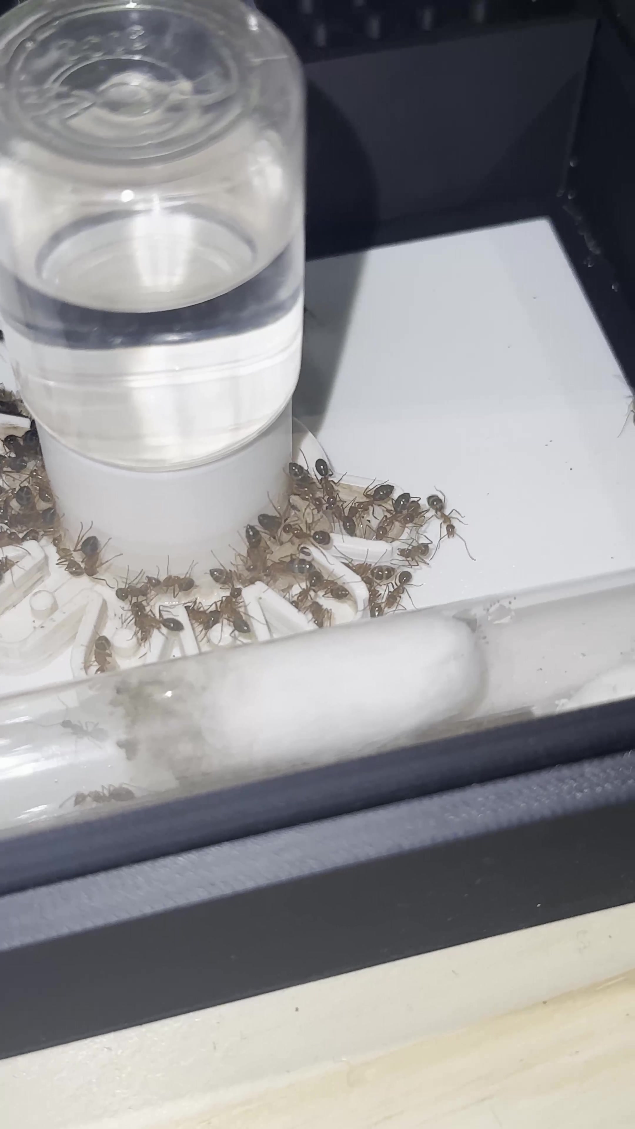 @GigaFourmis🐜