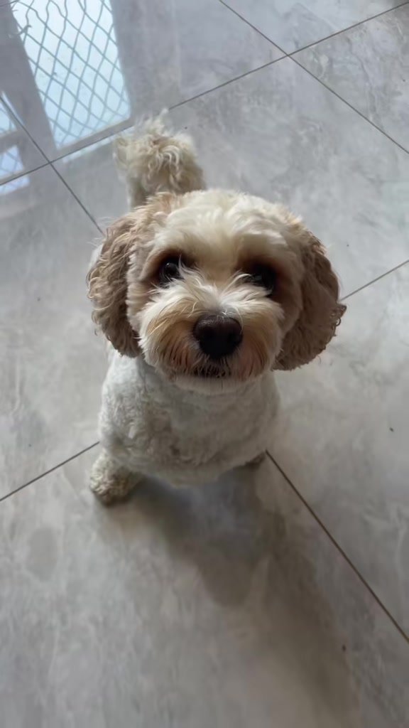 @My Cavachon