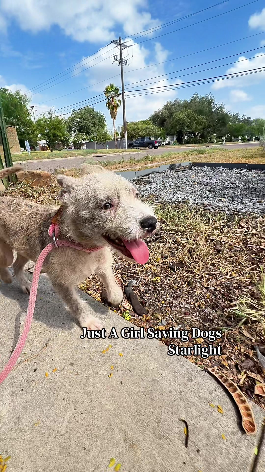 @Just A Girl Saving Dogs