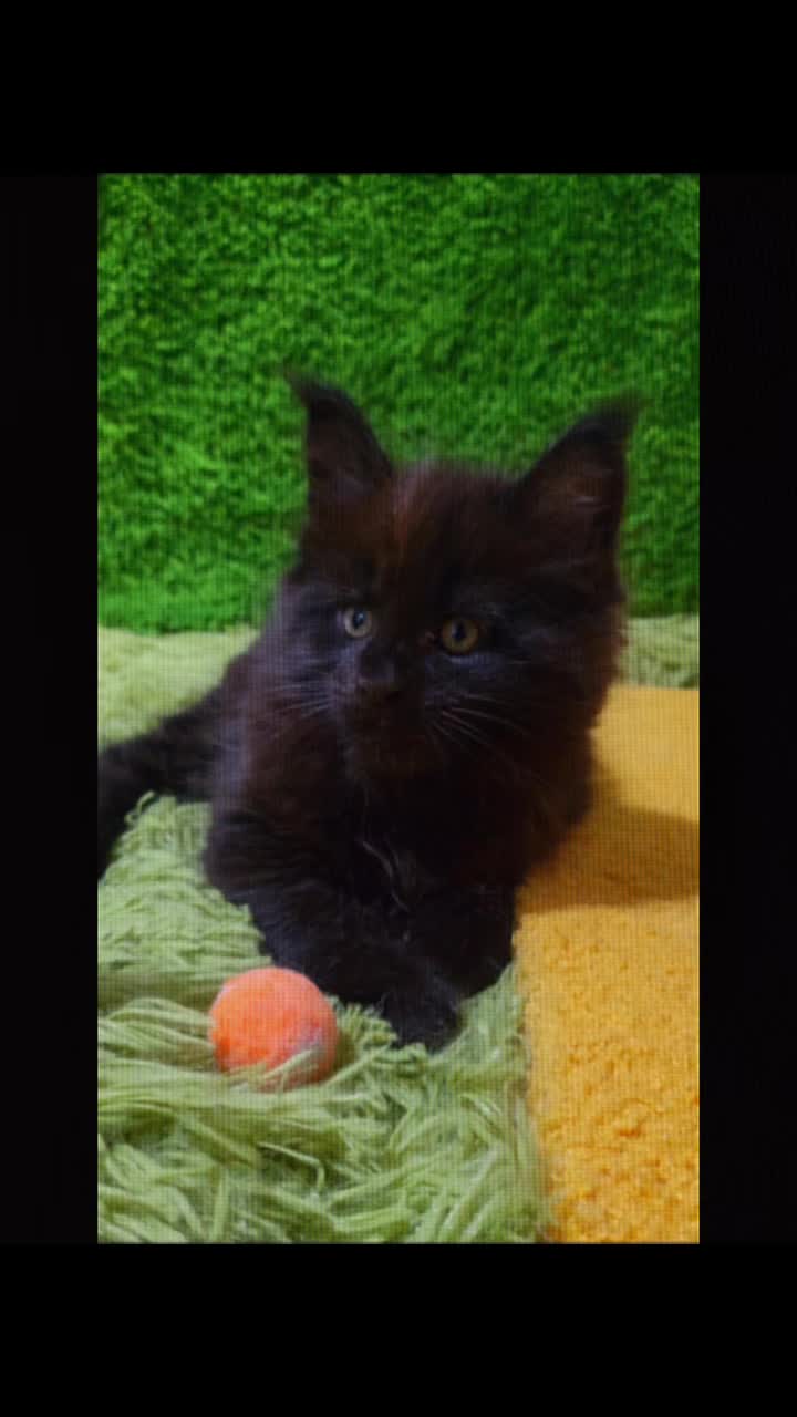 @Paw Palace Maine Coon