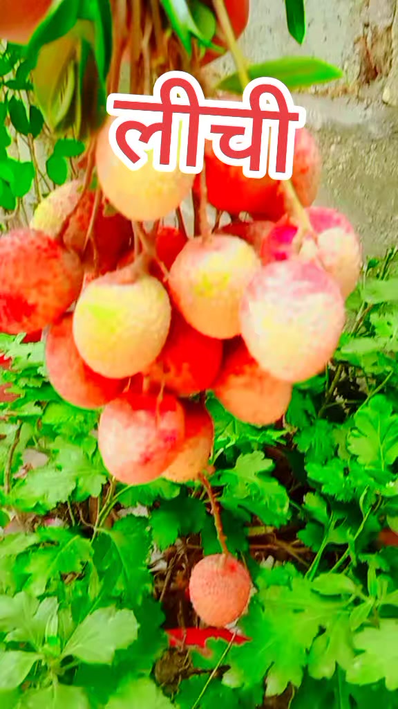 @rohan❤❤thakur 5287