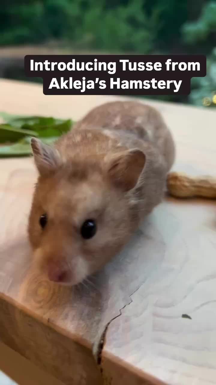 @Poppy Bee Hamstery