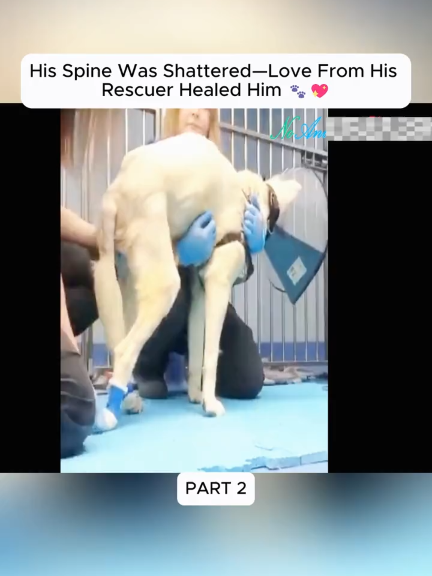 @Hope For Paws