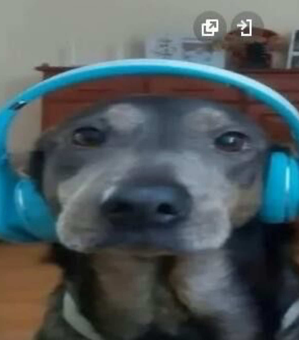 @Chuddington🦭
