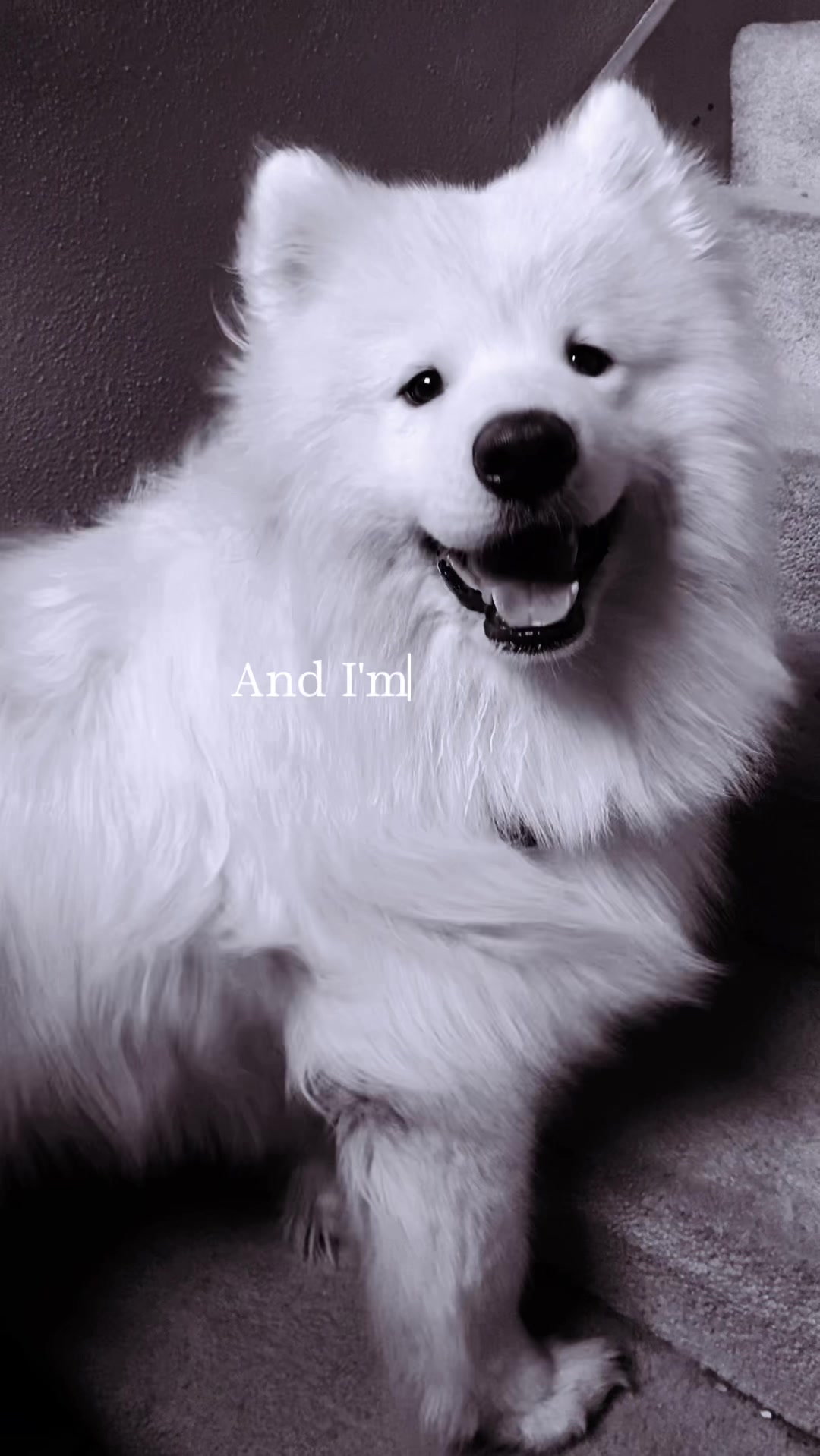 @TheStoner&rsquo;s_Samoyedsfamily