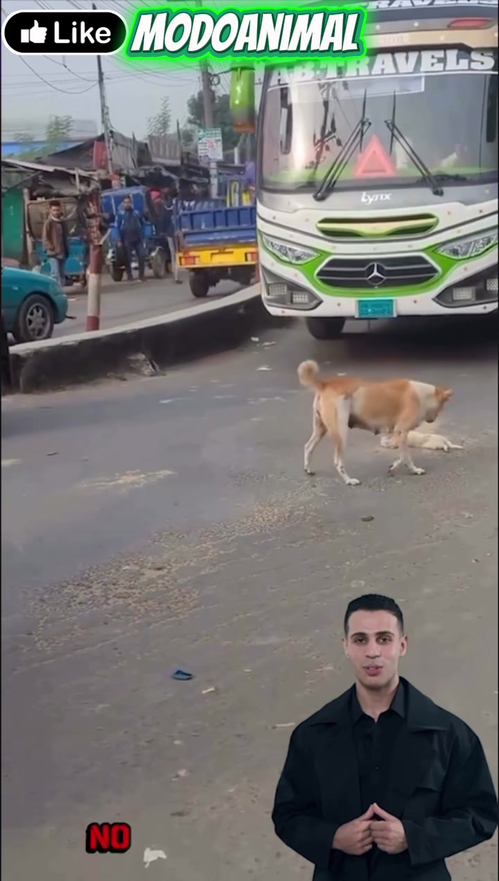 @Modoanimal
