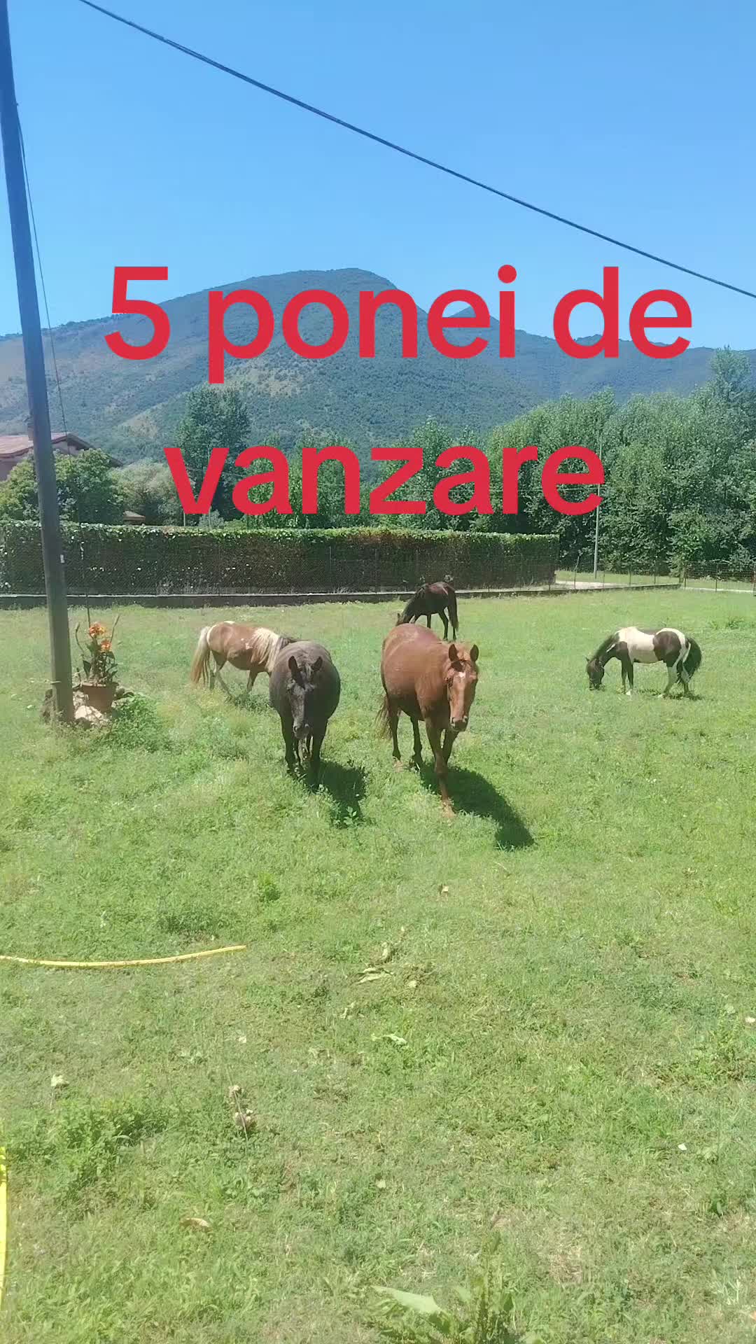 @Olaru Alex