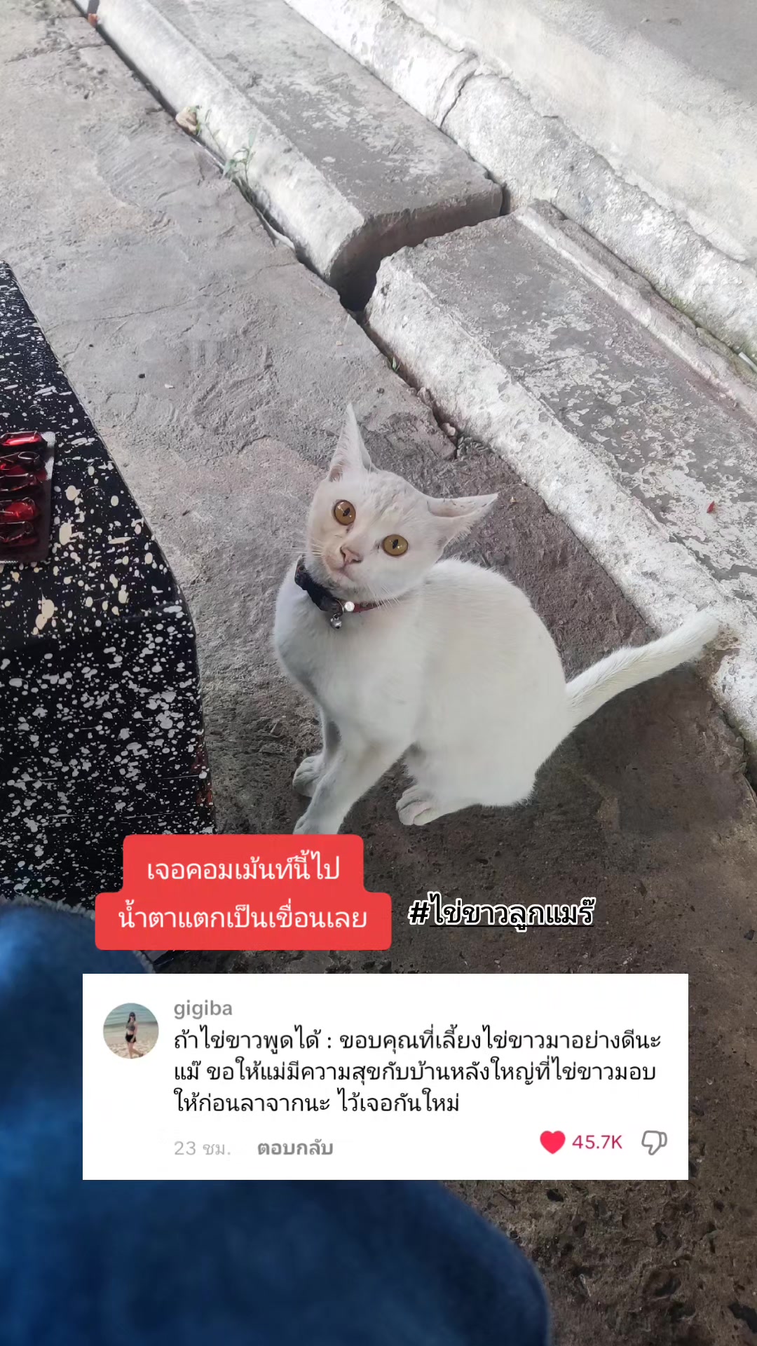 @ใหม่ทาสแมว (ช่องหลัก)