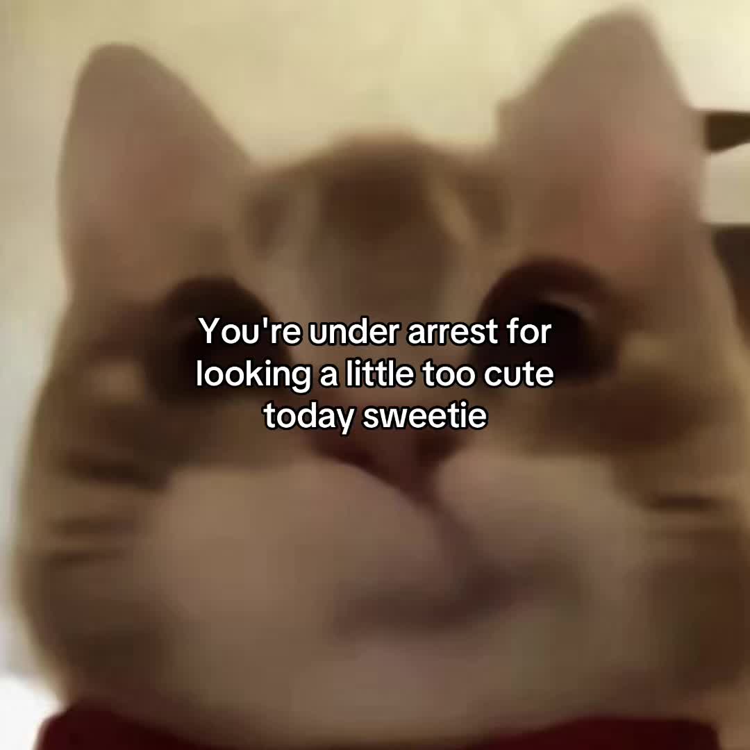 @Alice.cattok