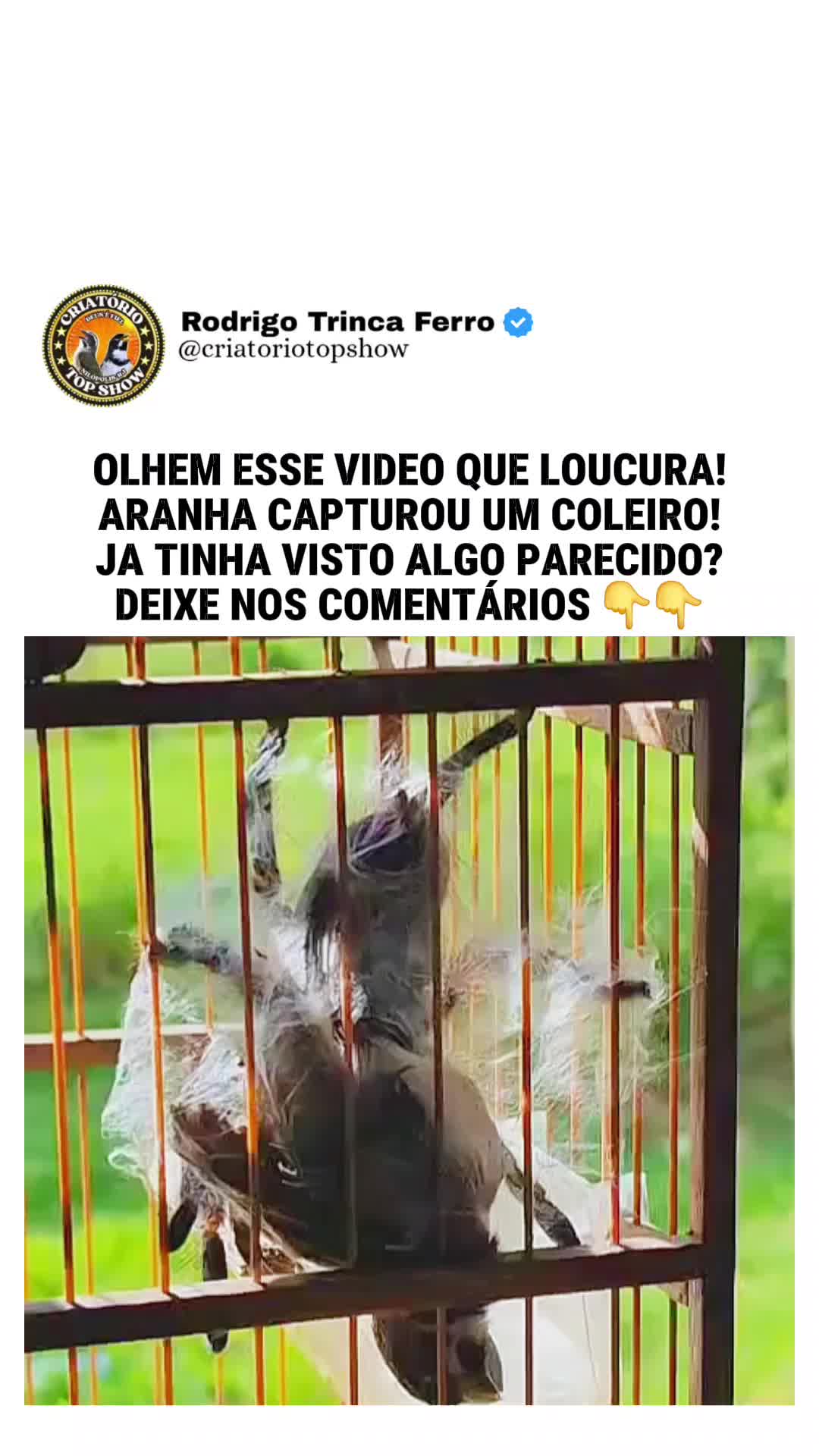 @criatório Top show