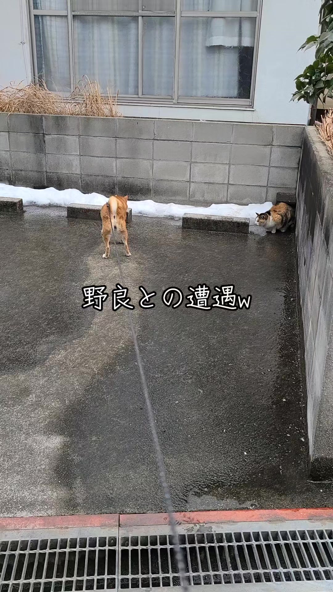 @わんわんニャンニャン🐱🐶
