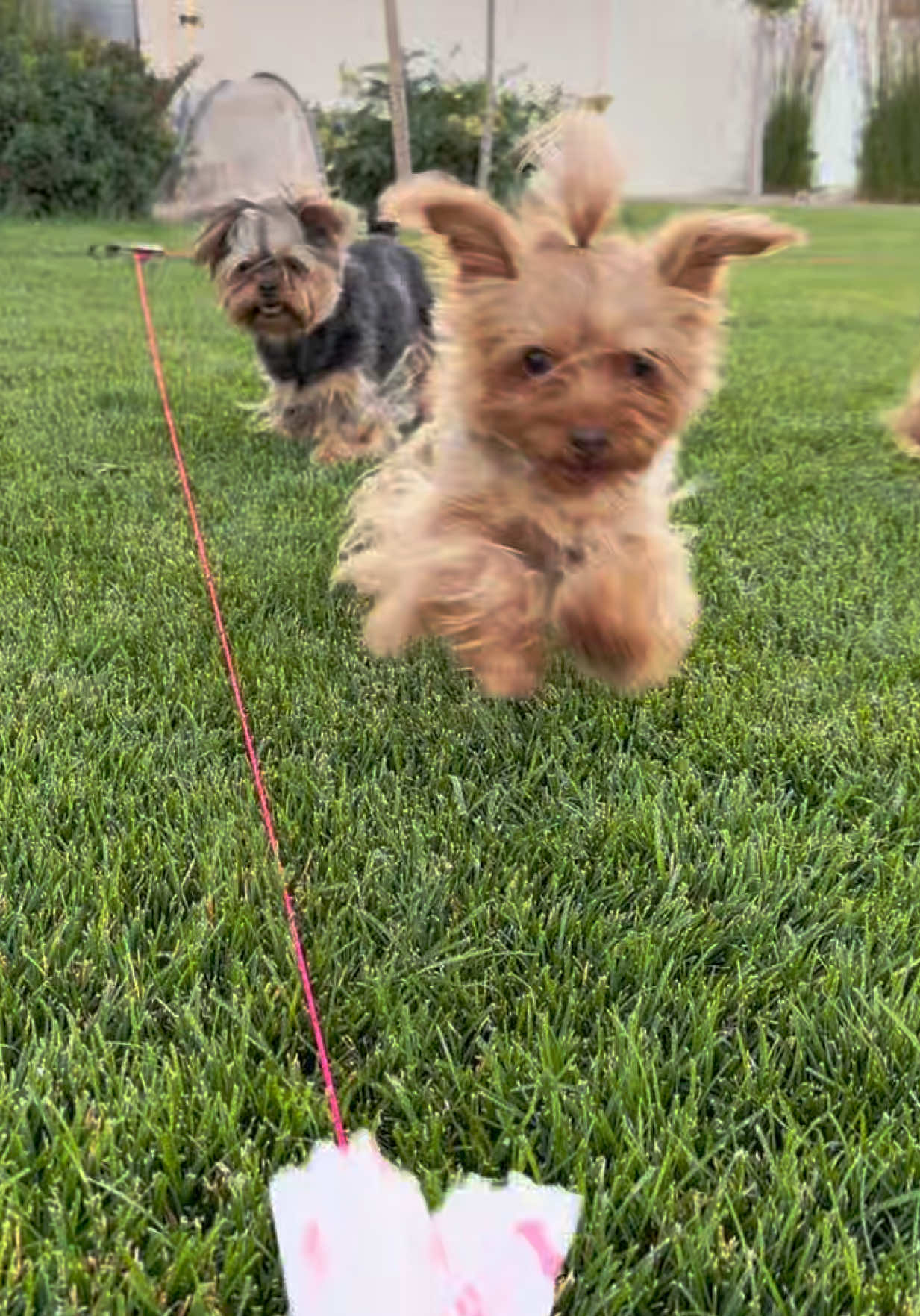 @The Utah Yorkies