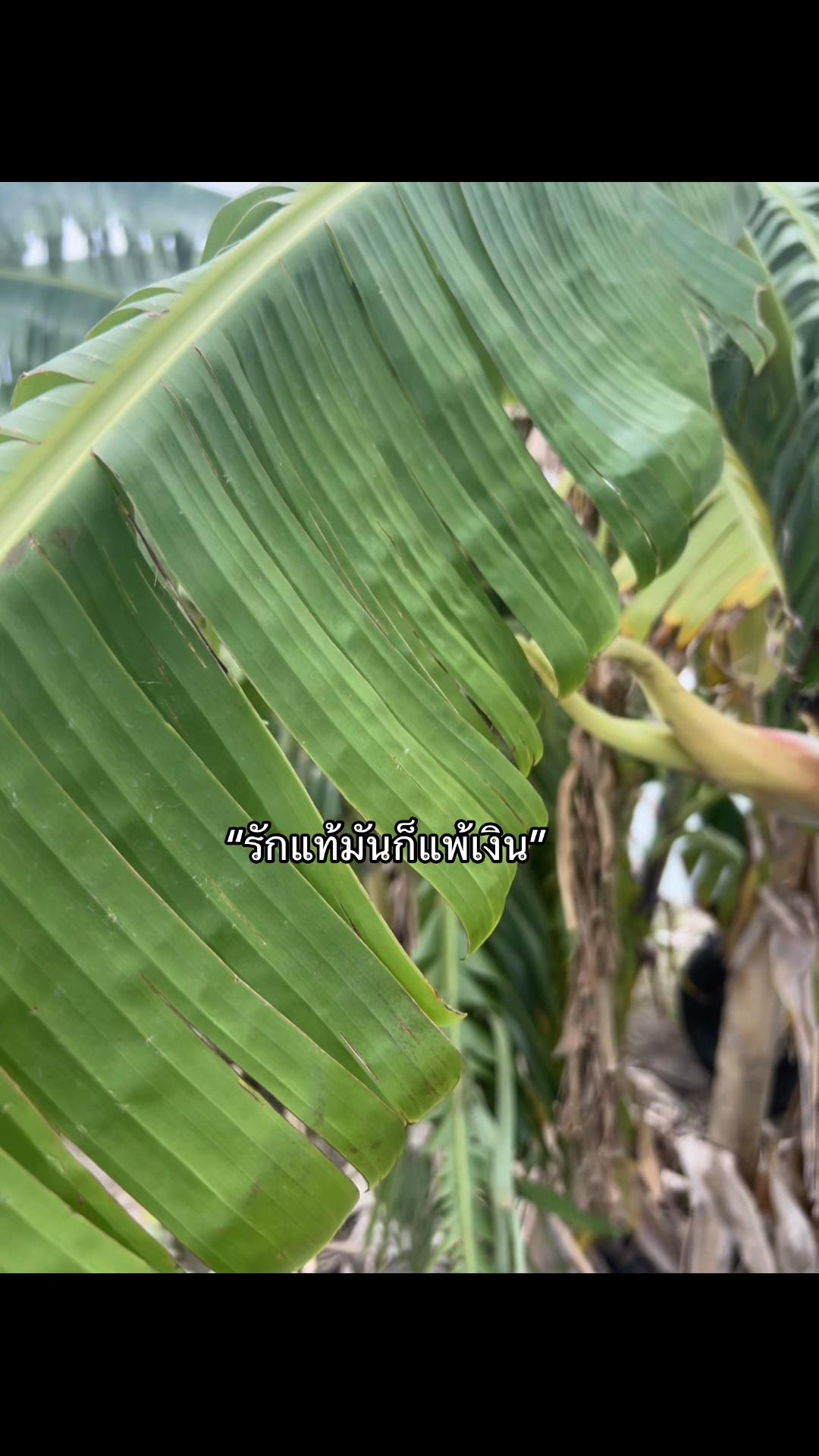 @เธรด🥸🫶🏻