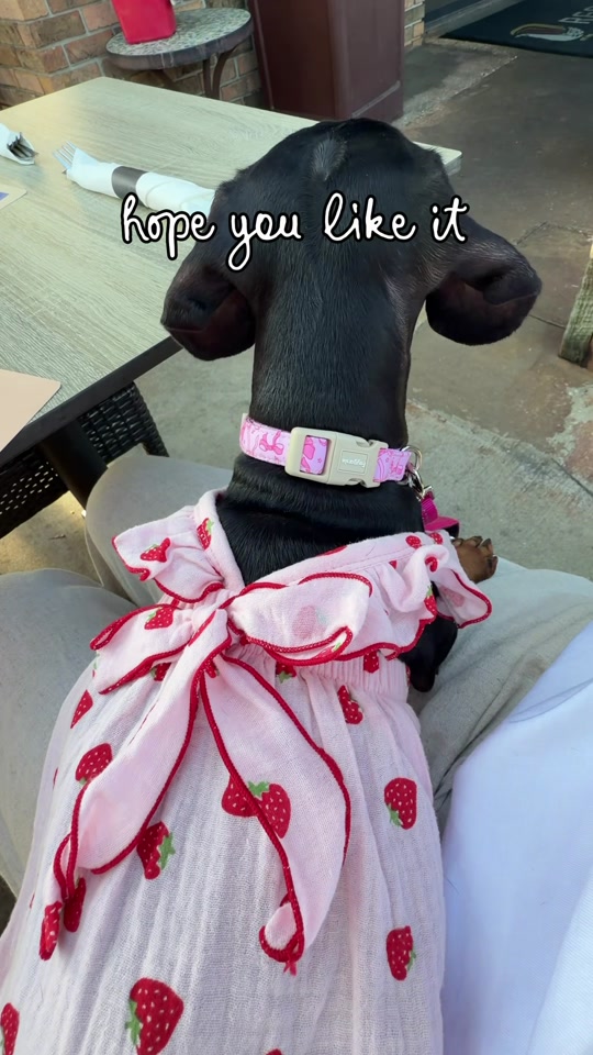 @Penny the Dachshund