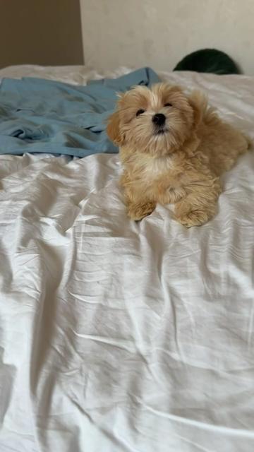 @Maltipoo Puppy Place