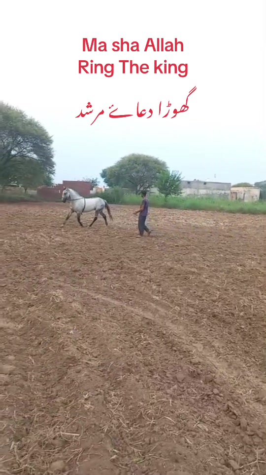 @IMRAN GUJJAR