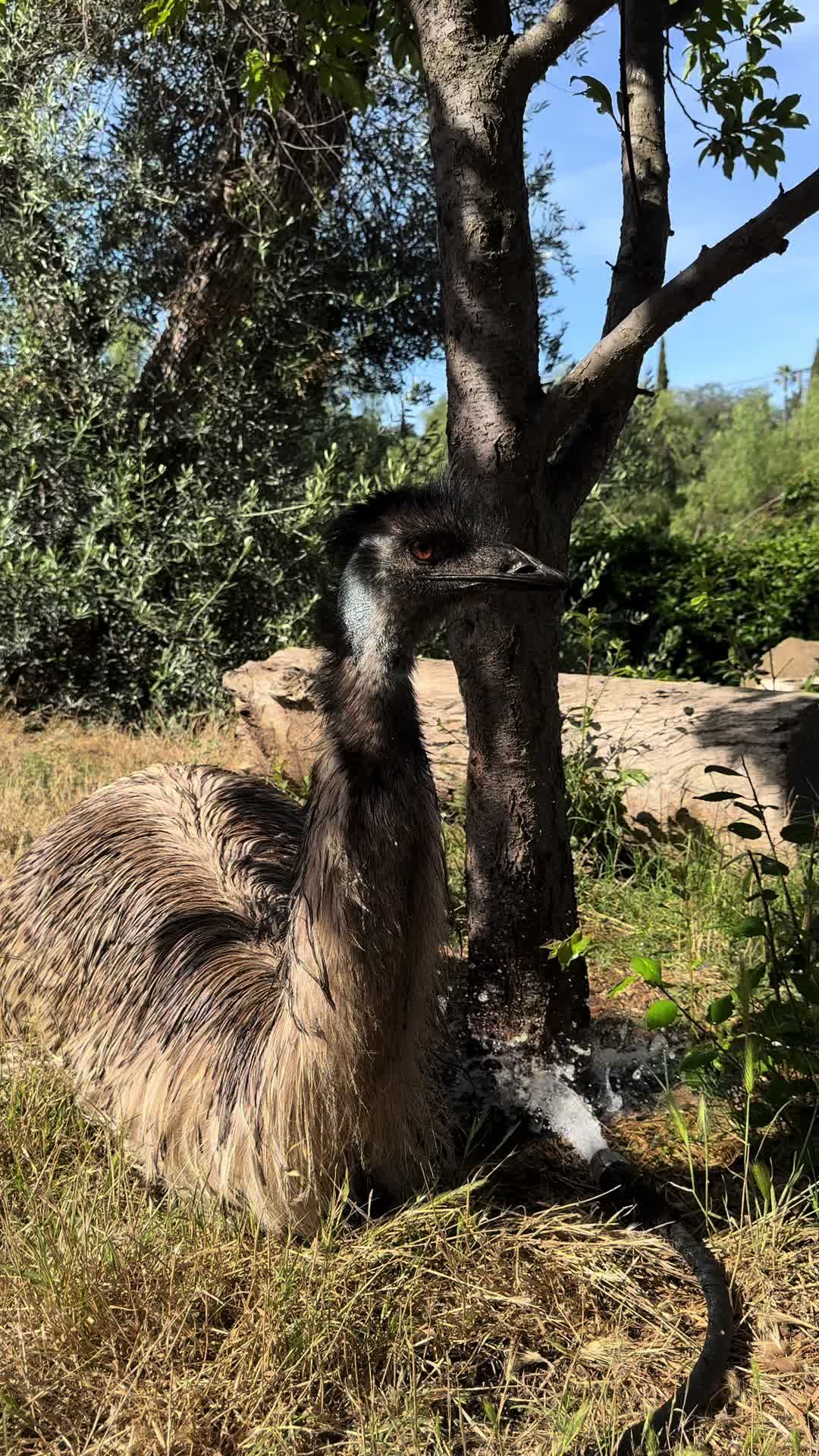 @staseasranch