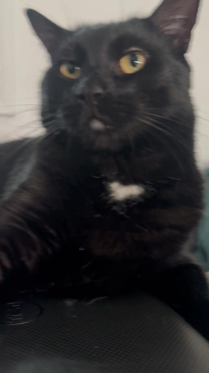 @Azorasworld ft Thackery Binx