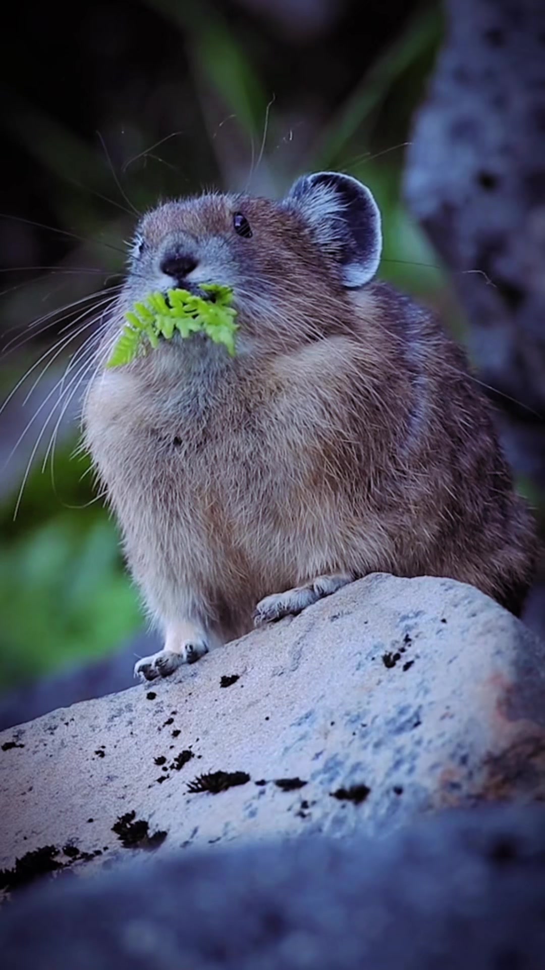 @auraful_animals