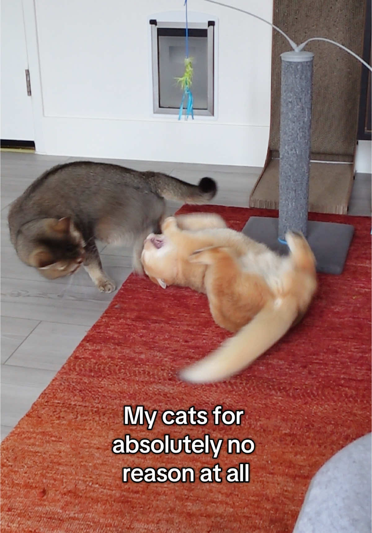 @tessie_cat_and_bert