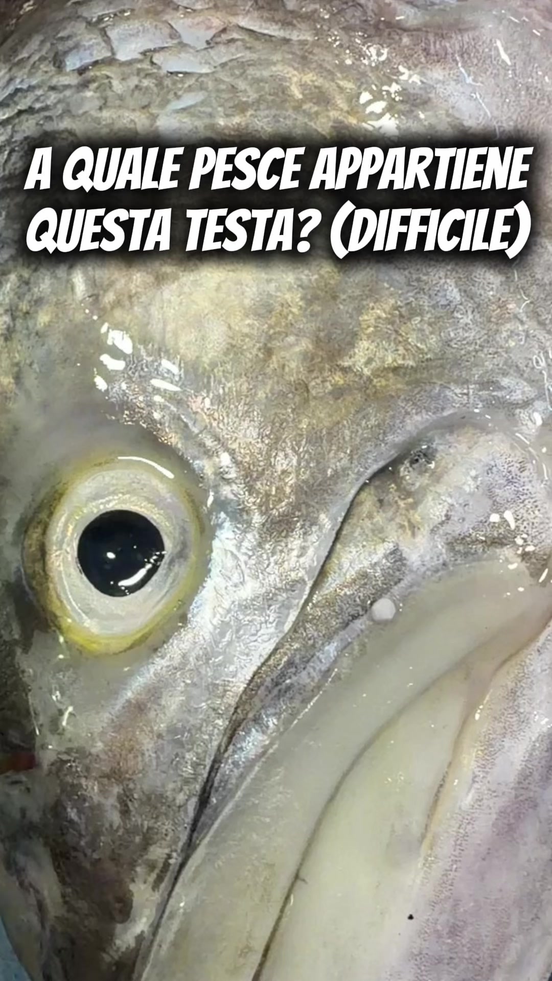 @laperladelmare