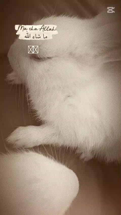 @꧁༺ 𝑅𝒶𝒿𝒶 𝐻𝒶𝒾𝒹𝑒𝓇༻꧂