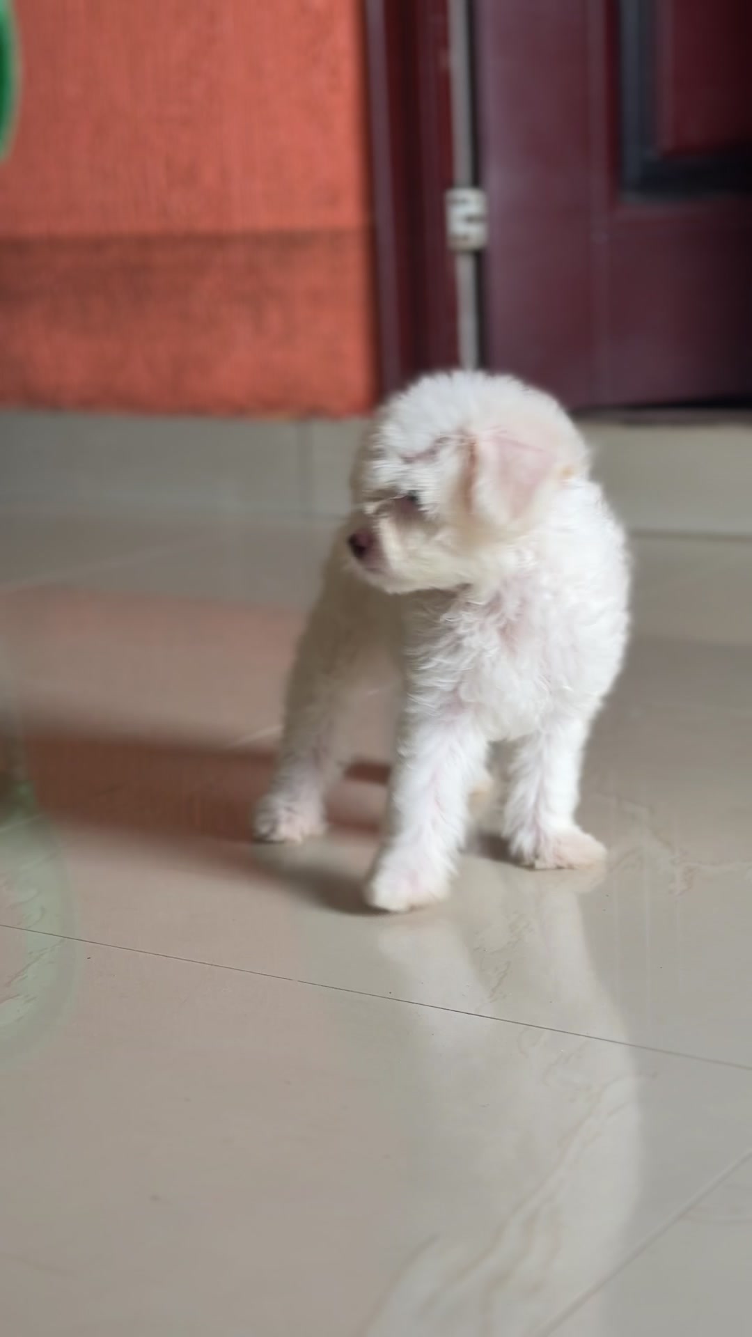 @Mothersheila_DogTv