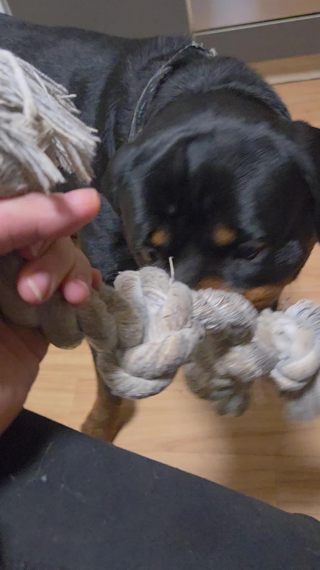 @Loki der Rottweiler
