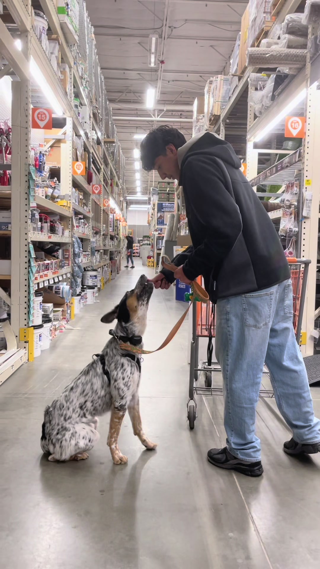 @Tactical K9s Dog Training