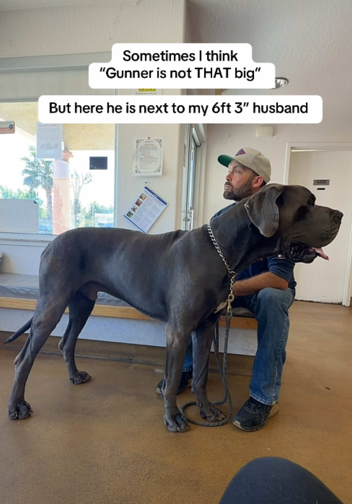 @GUNNER | Great Dane