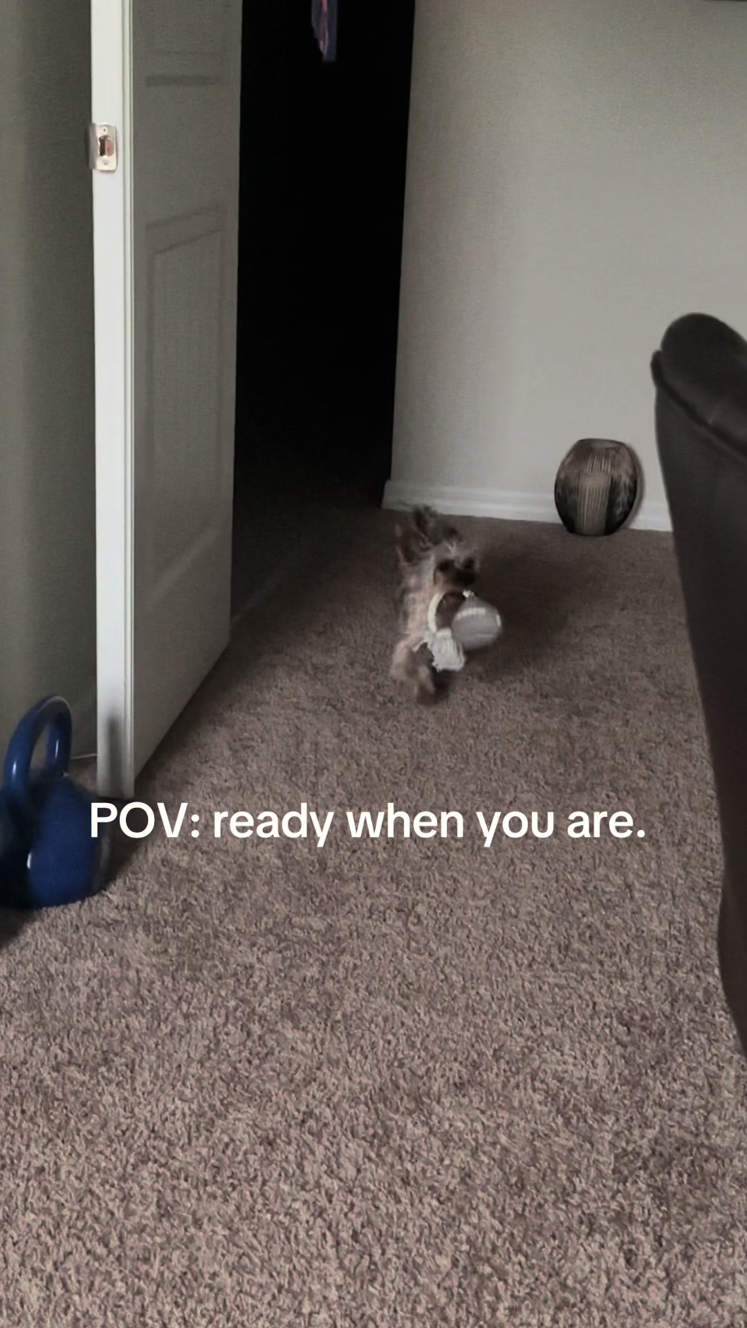 @Penny the Yorkie