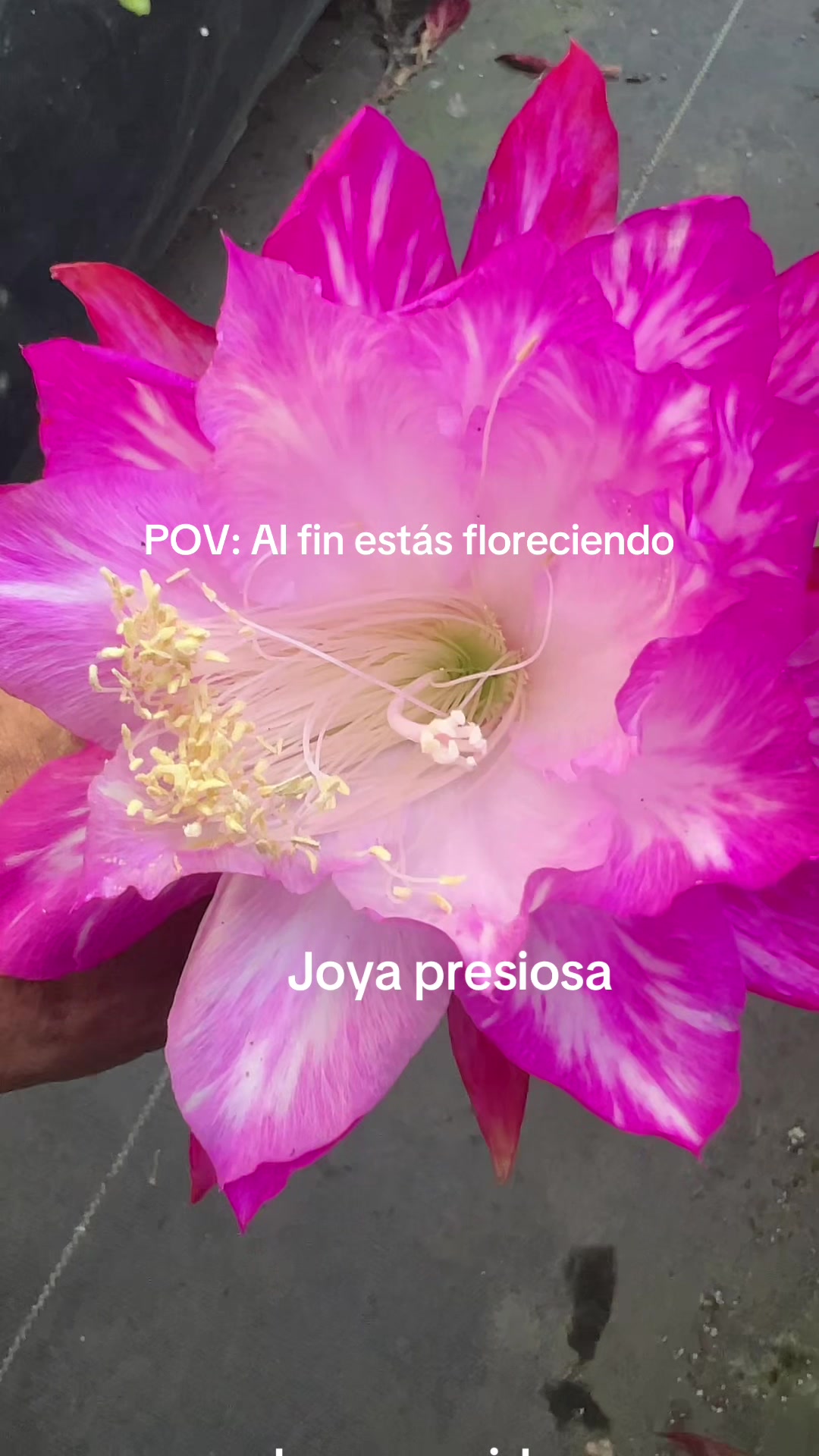 @Maria succulents 🕊️🐚
