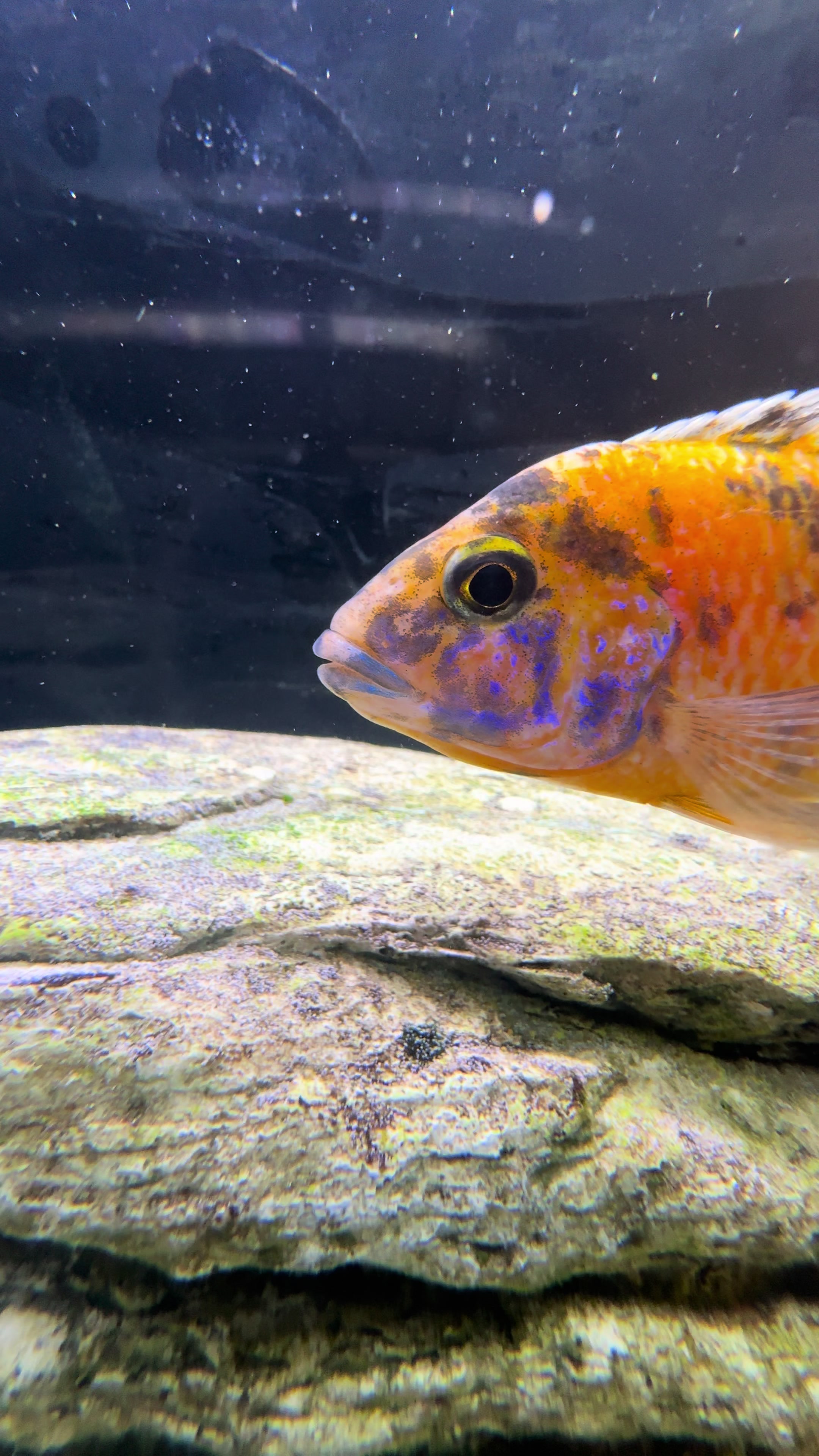 @Cichlid Chief