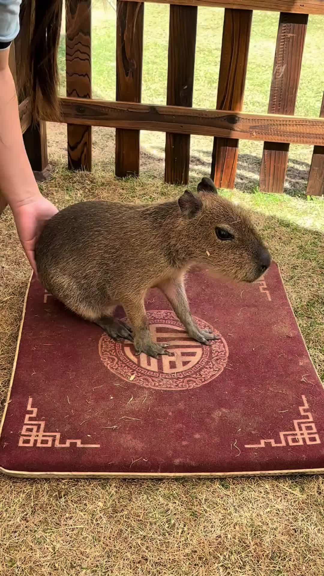 @CuteAnimal