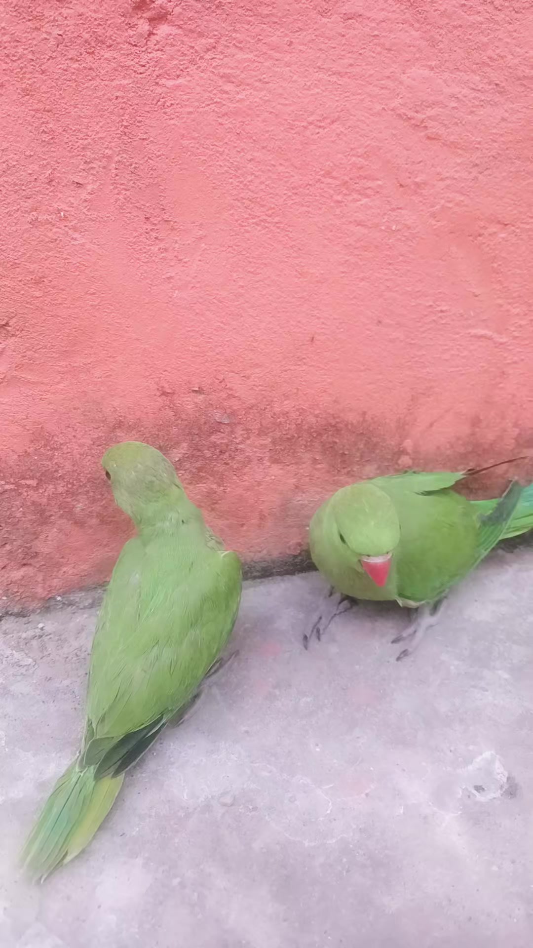 @महत हरी
