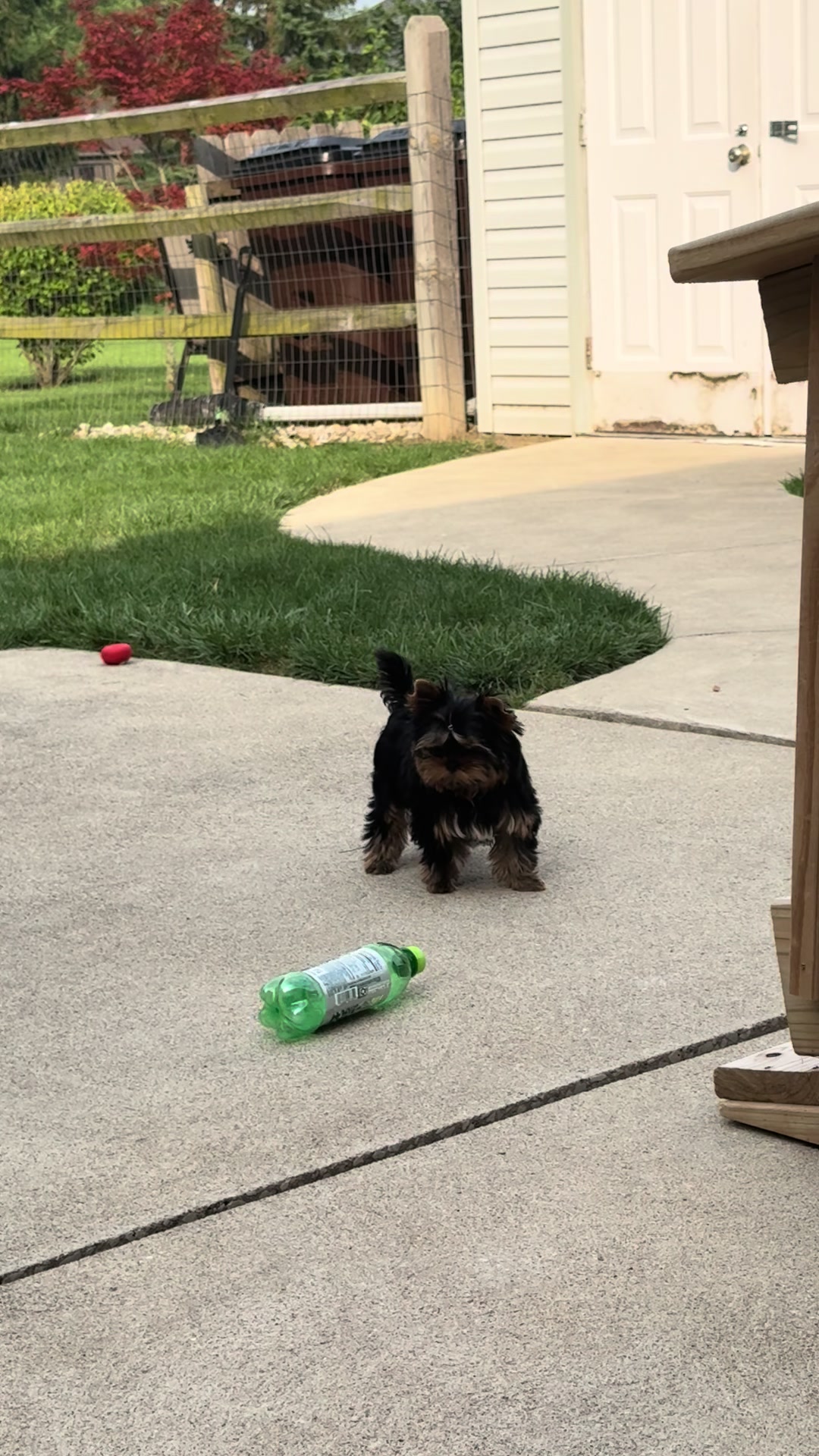 @Kimbrays Yorkies