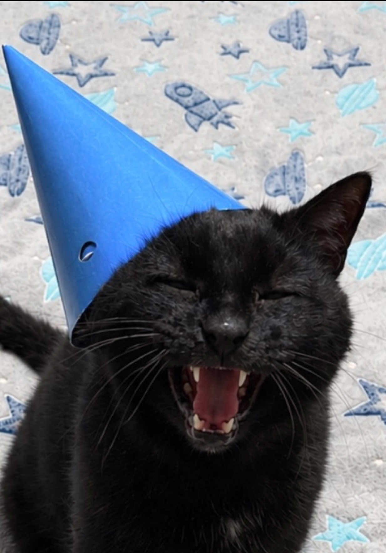 @Teefie_tribe 🐈⬛🐈⬛🐈🦷🦷