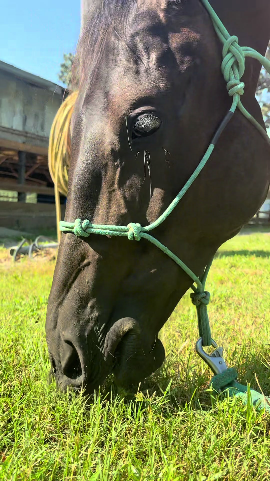 @MindsetEquestrian