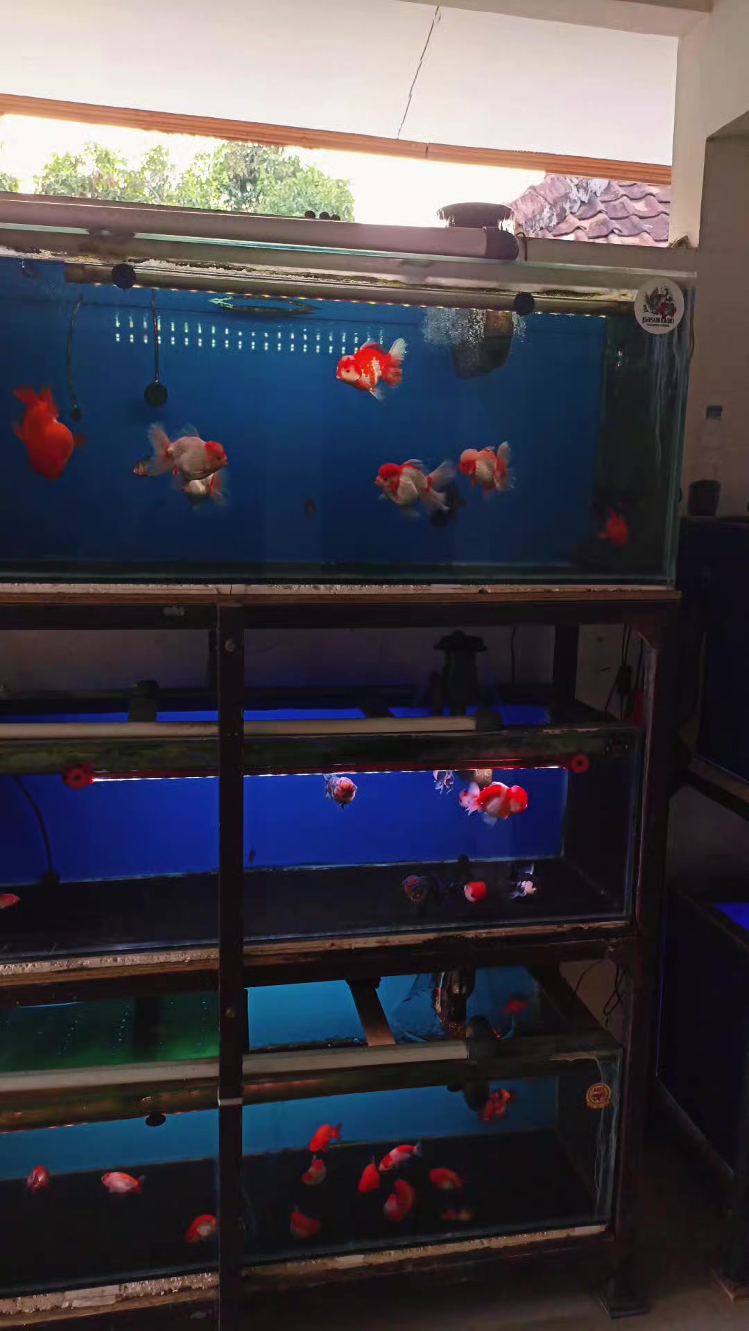 @Teras Aji Goldfish